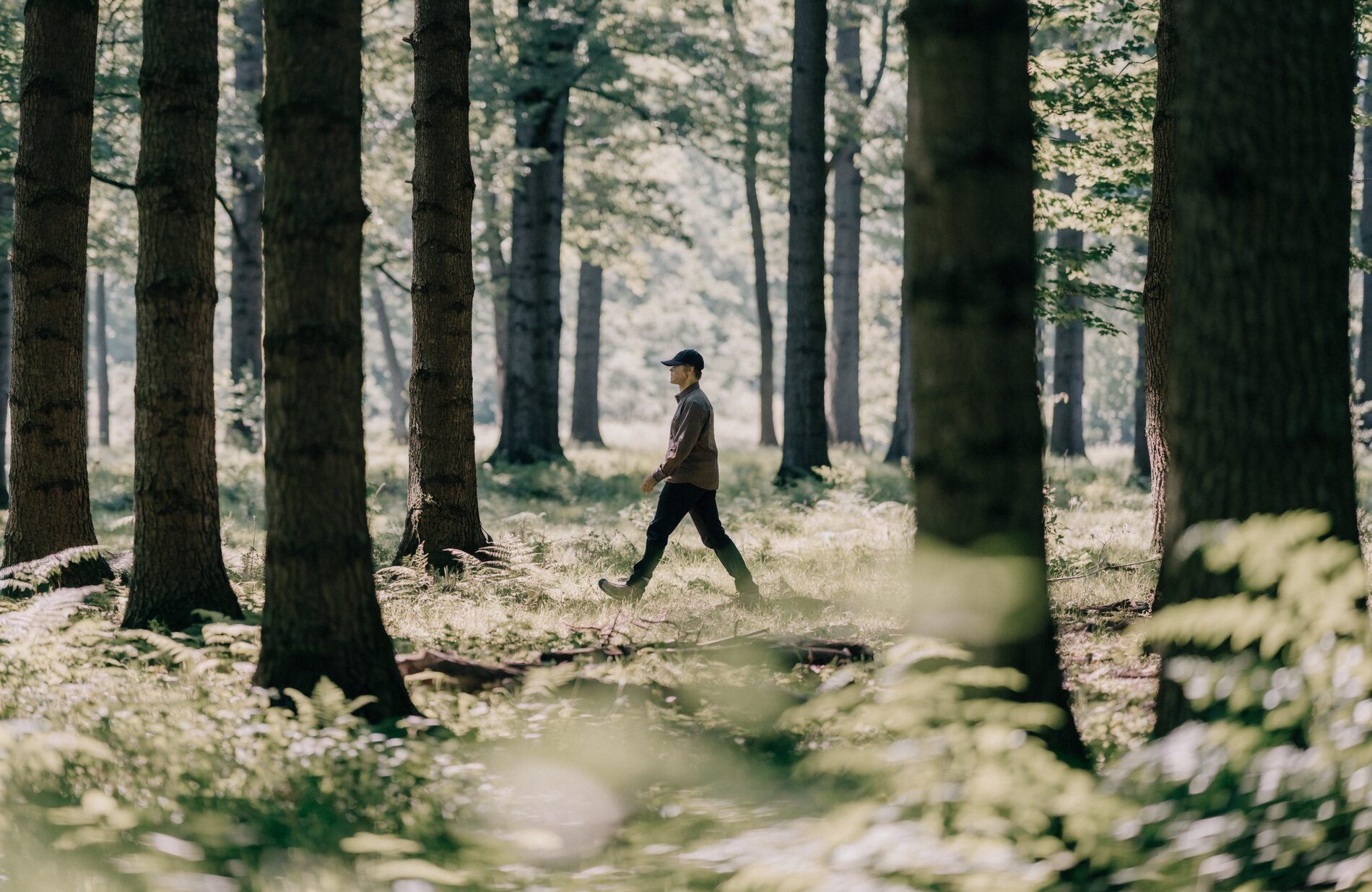 A woodlot owner walking through a healthy, well-managed timber stand in morning light